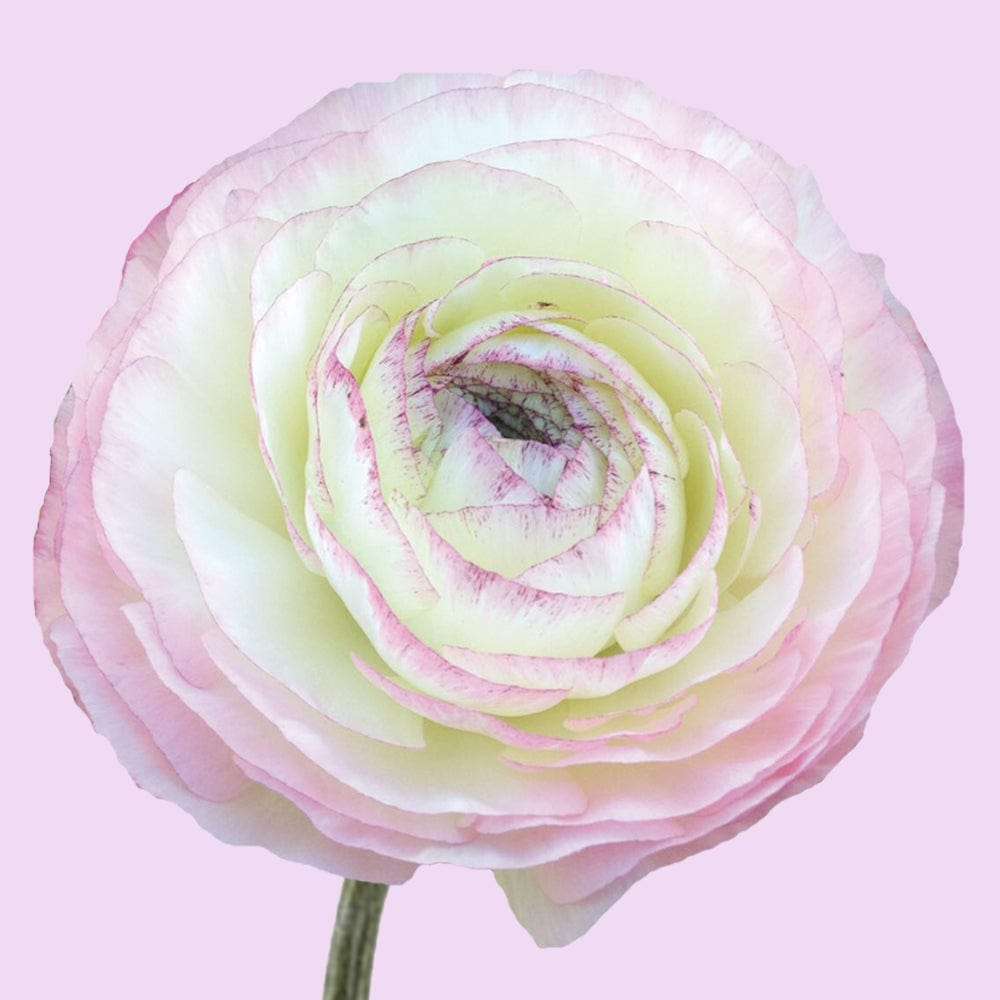 Ranunkel 'Elegance Bianco Sfumato'